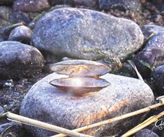 Pärlan i musslan